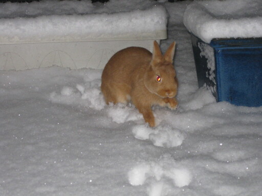 Pet rabbit hopping through fresh snow at night