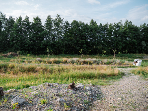 Image of a green meadow with diverse olive trees and plants.