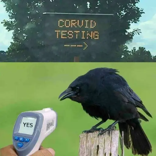 The image shows two photos. The top photo is an electronic sign saying "CORVID TESTING" (probably a misspelling of "COVID TESTING"). The bottom photo shows a crow (a type of corvid) with an electronic device pointed towards it. The electronic device has a screen which says "yes".