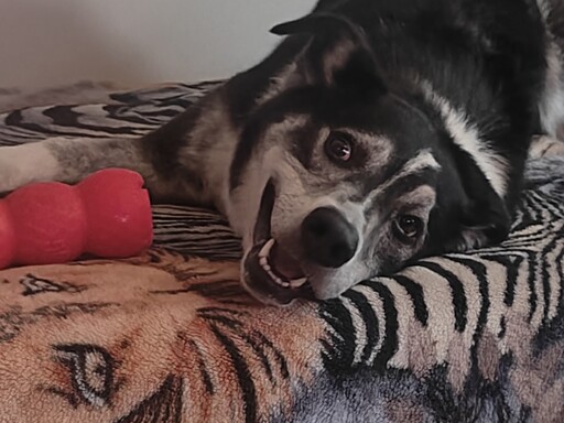 Freyja wants you to know she loves her pink tube. 