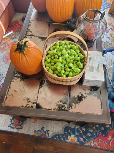Picture of a Pumpkin and a 2 gallon (8 liters if you're nasty)basket of Hops on a coffee table. 