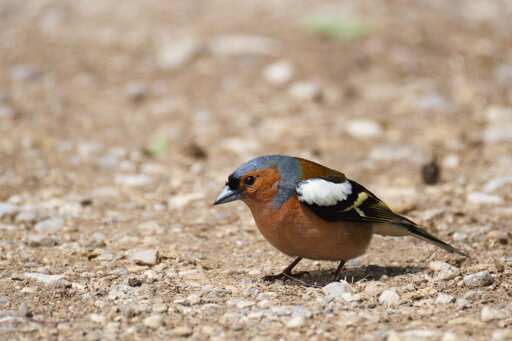 Chaffinch on the ground