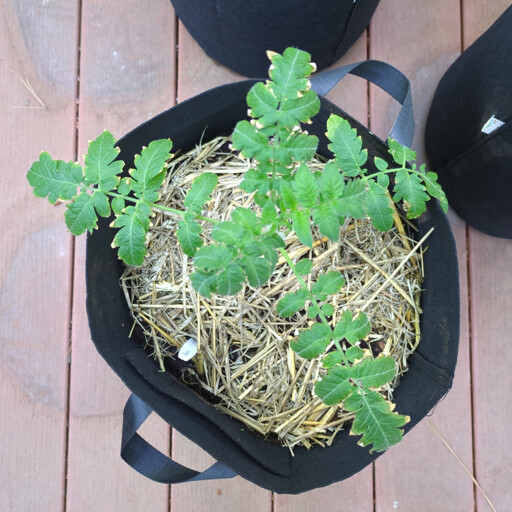 Top-down view of recently transplanted tomato plant showing leaves w/ brown tips