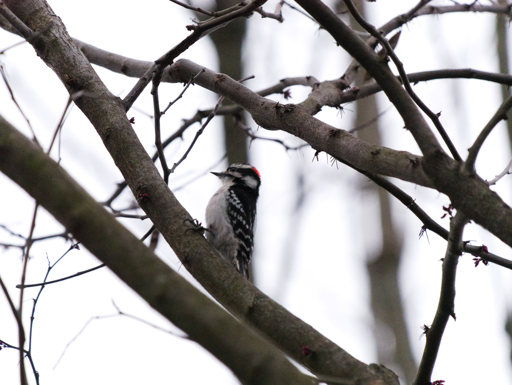 Profile of a black & white downy woodpecker with a little red tuft on the top of its head.