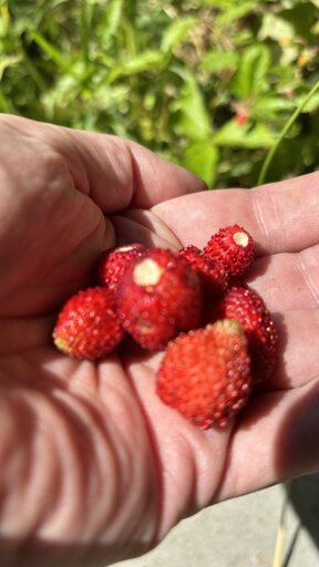 Photo of some semi-feral strawberries in my hand...