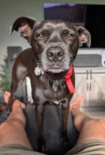 a black dog with white hairs around his nose staring at the camera with one ear higher than the other