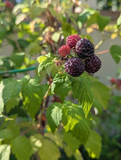 The first ripe raspberries on our balcony planter (New England)