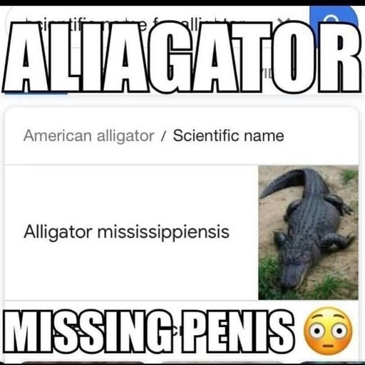 Screenshot of Google search results.

"American alligator / Scientific name: Alligator Mississippiensis"

Text was added over the image, and reads "Aliagator missing penis" with a surprised emoji.