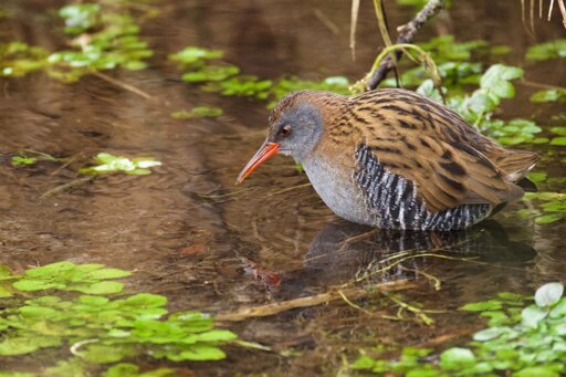Water rail 