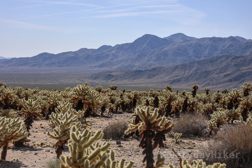 A field of Teddy-Bear Cholla Cactus growing near Turkey Flats. A Mountain range may be seen rising up in the distance.