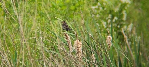 Savannah Sparrow perches on a reed.