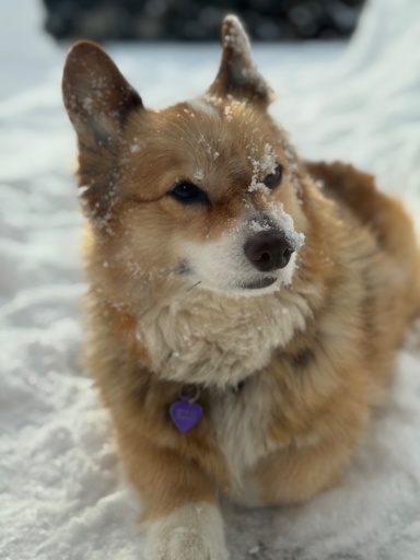 A fluffy corgi laying in 30 inches of snow in cold weather looking content.