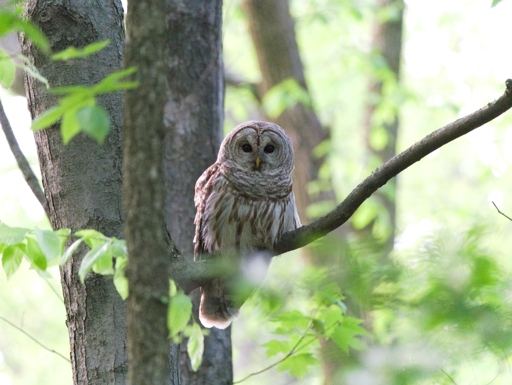 Barred owl sitting on tree limb in forested area, looking at camera.